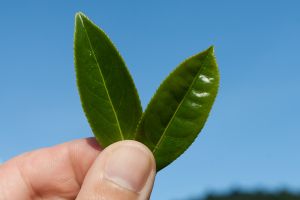 Jin Xuan und Ruan Zhi Blätter