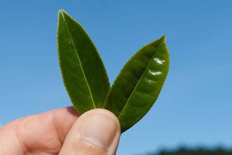 Datei:Jinxuan ruanzhi front.jpg