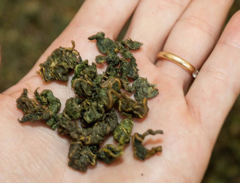 Datei:Ruan zhi on hand.jpg