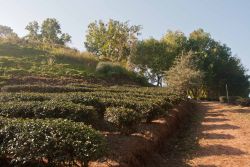 Teegarten in Phayaprai