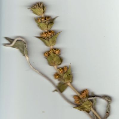 Sideritis-syriaca.jpg