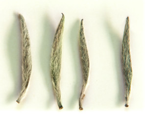 Picture of Silver Needle tea