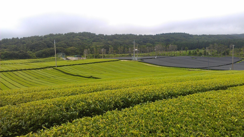 Teegarten auf Jeju