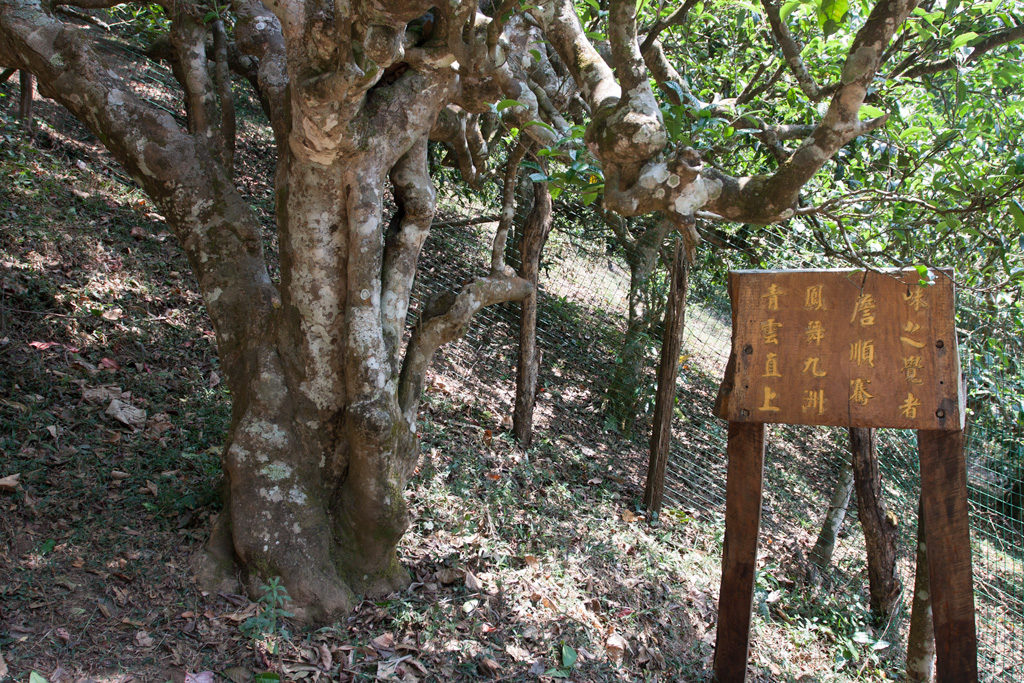 Gushu, ancient tea tree