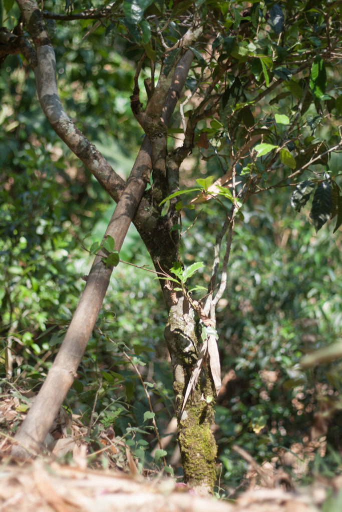Gushu tea tree