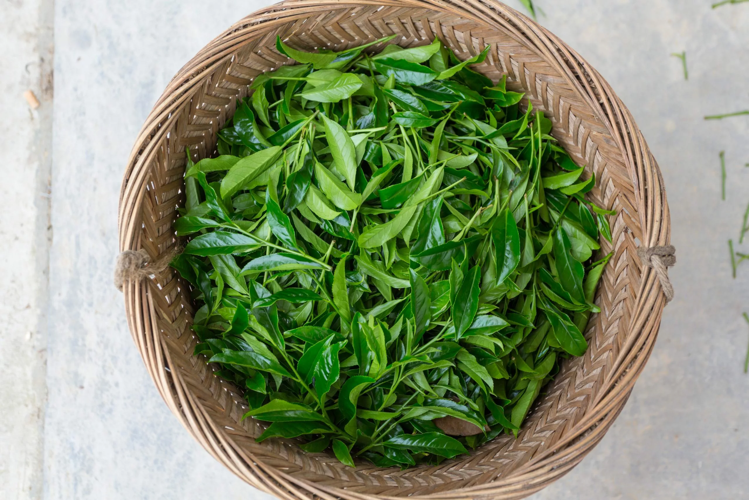fresh picked tea leaves scaled jpg