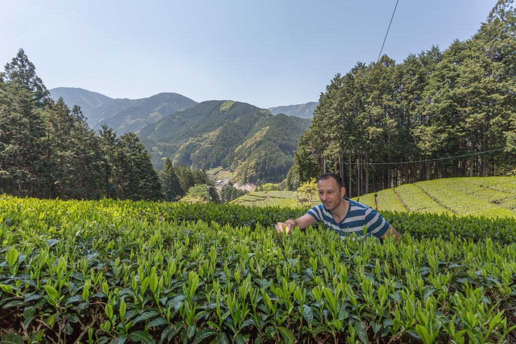 Honyama Tee aus der Nähe betrachtet