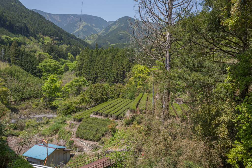 Honyama Teefelde mit Abe Fluss im Hintergrund