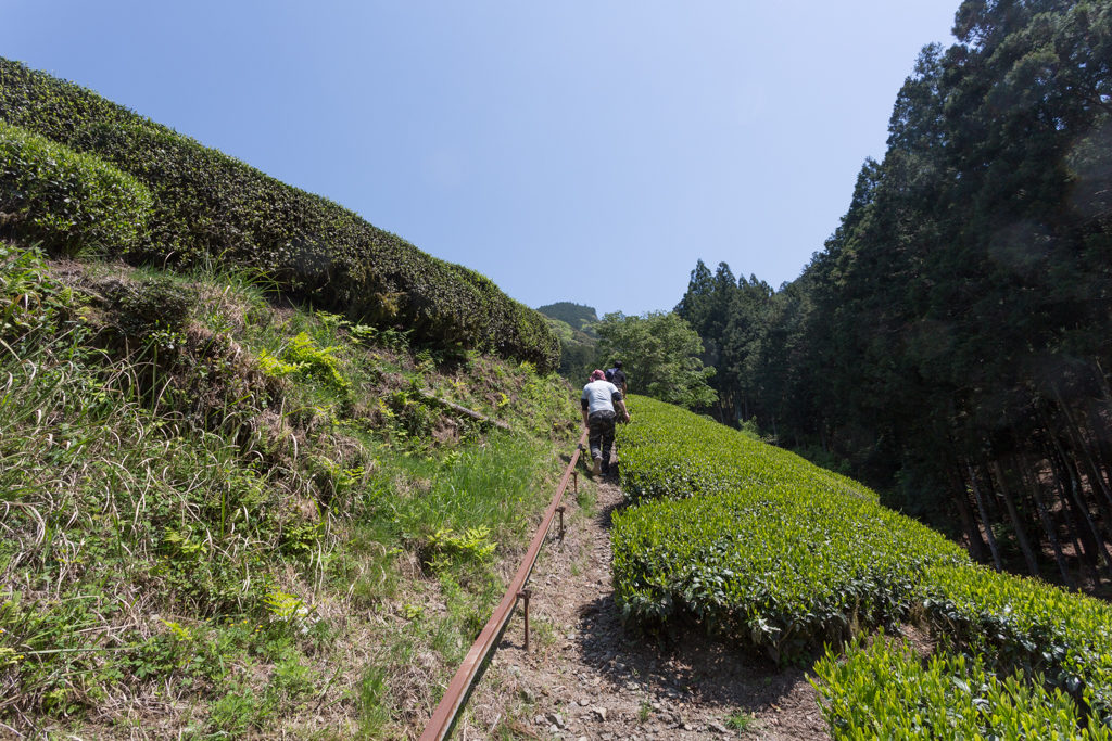 Aufstieg zu den Teegärten von Honyama