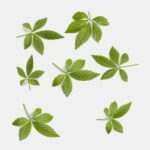 Premium Jiaogulan tea