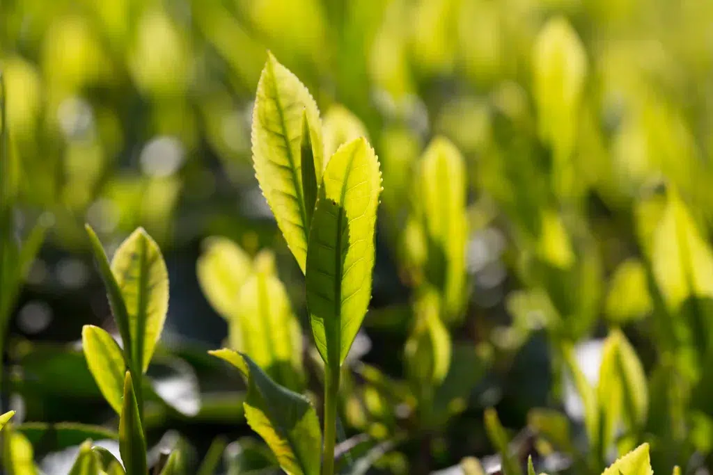 Honyama Kabuse Sencha