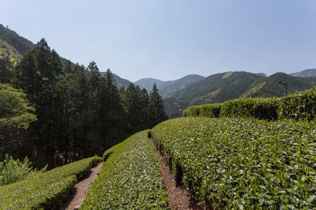 Honyama Sencha Yabukita – Bild 5