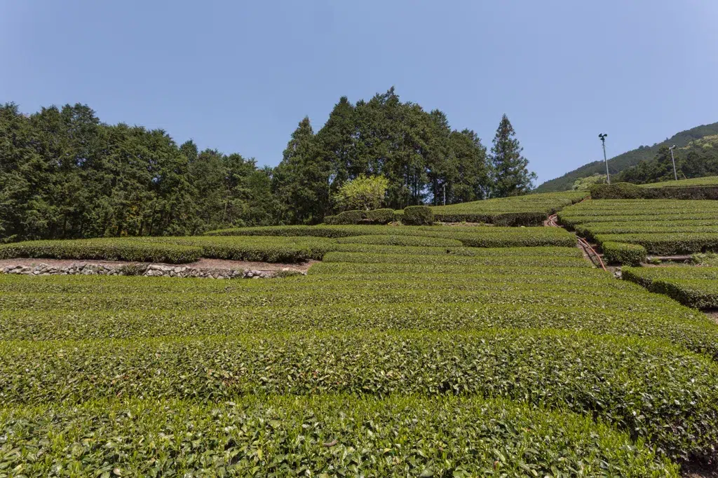 Honyama Sencha Yabukita – Bild 4