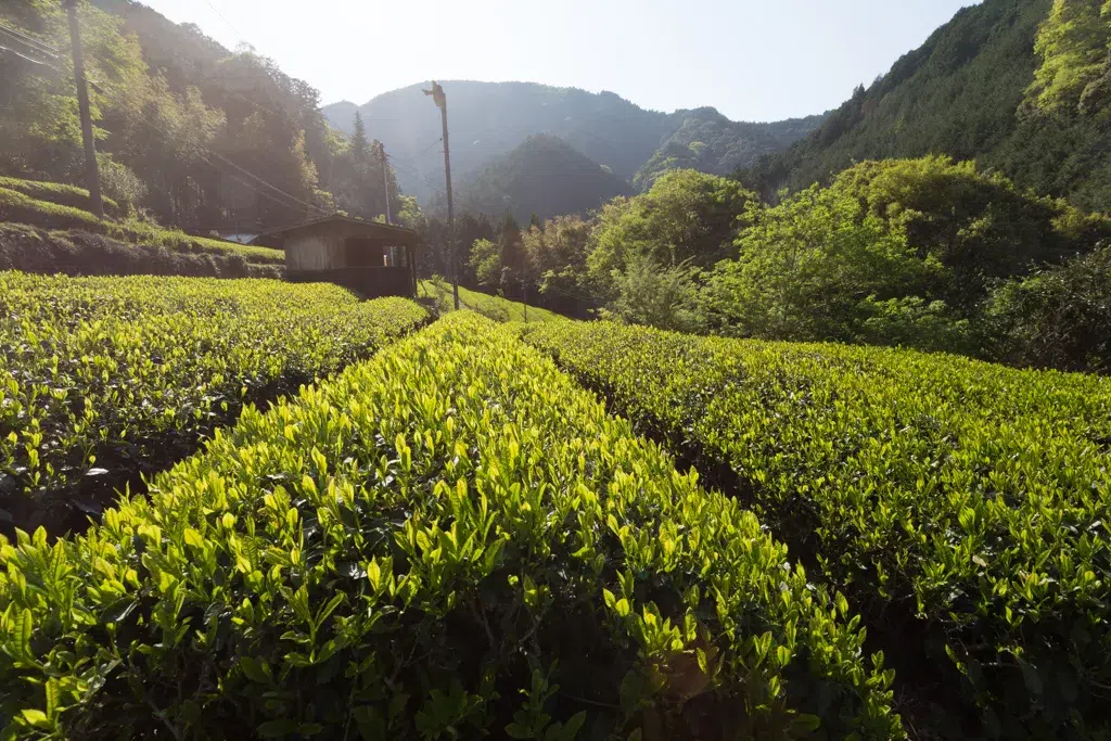 Honyama Sencha Yabukita – Bild 3