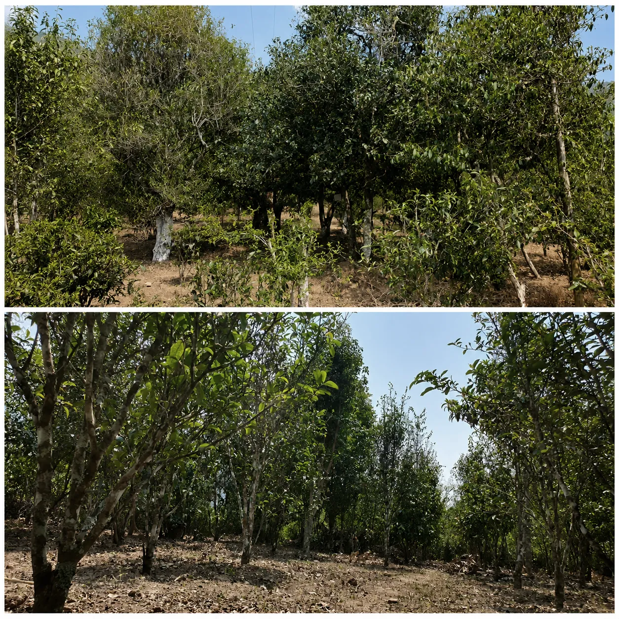 Kunlu Shan Gushu trees