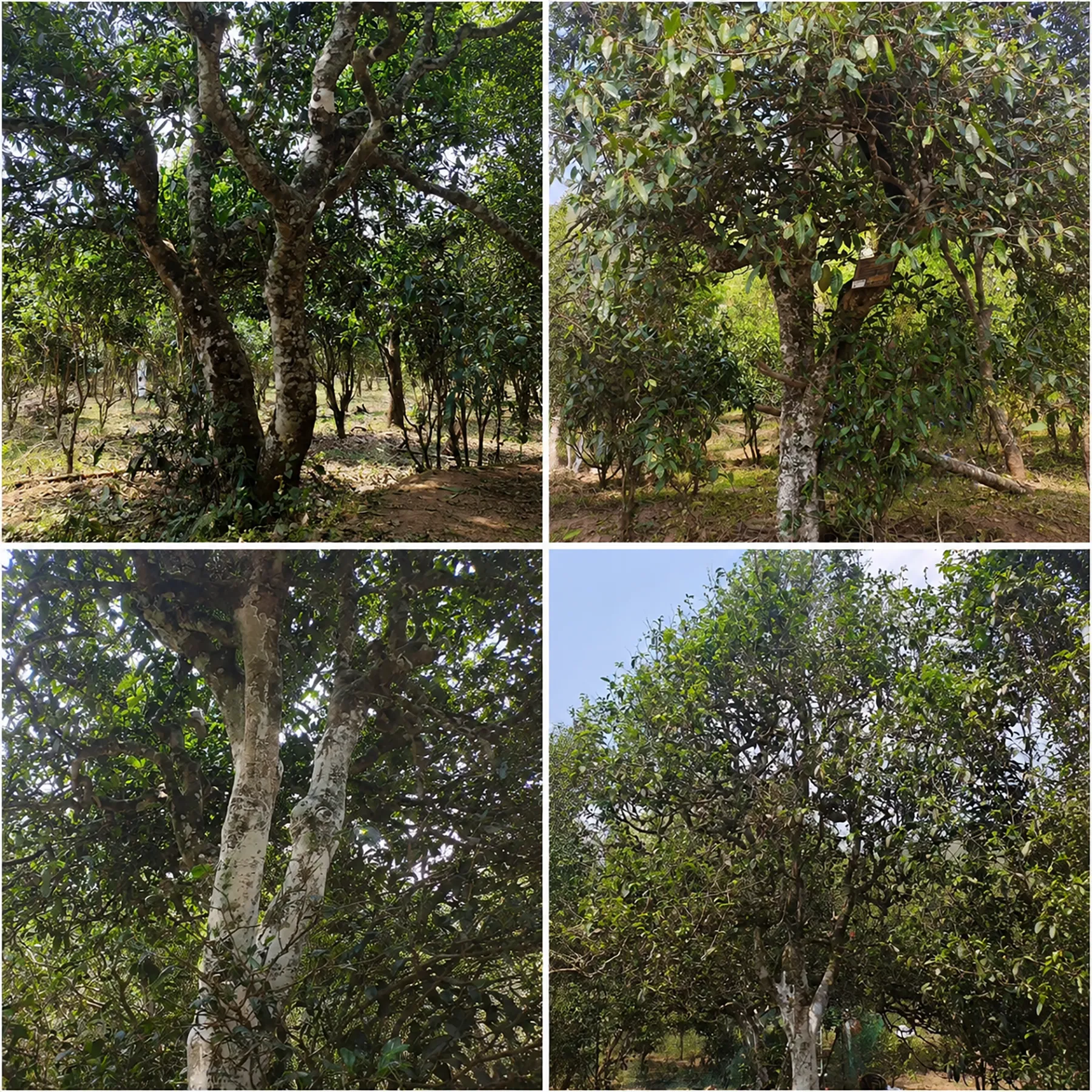 Kunlu Shan Gushu trees